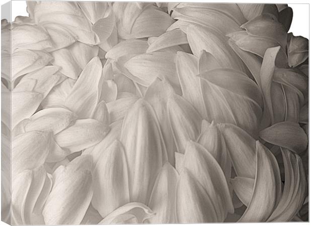 White Chrysanthemum Canvas Print by Nicola Hawkes