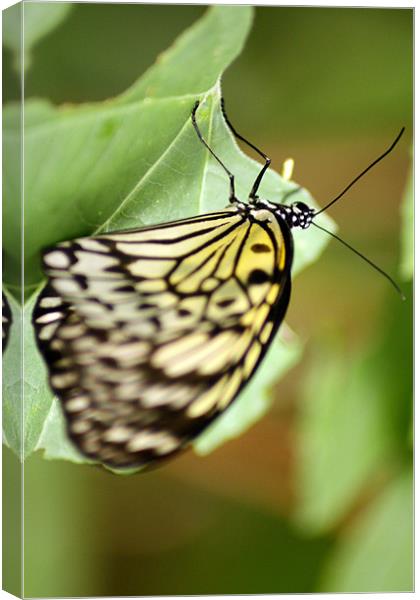 Life is like a butterfly Canvas Print by Ian Coyle