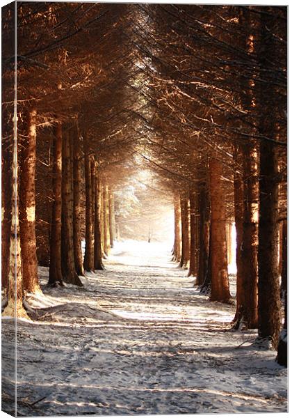 A winters Walk Canvas Print by Ian Coyle