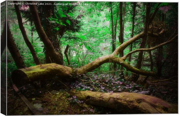 Woodland Walk Canvas Print by Christine Lake