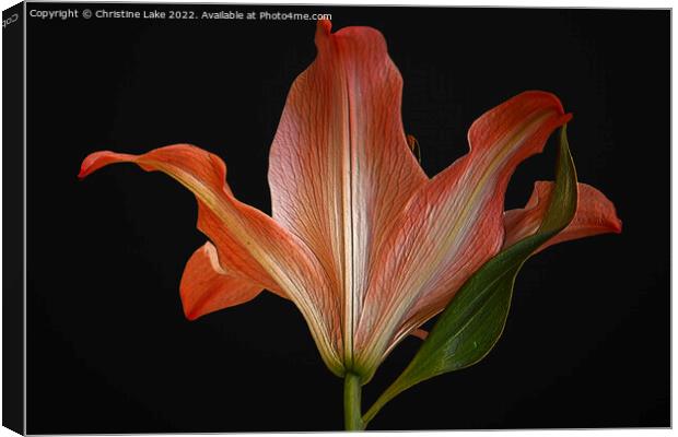 Orange Lily Canvas Print by Christine Lake