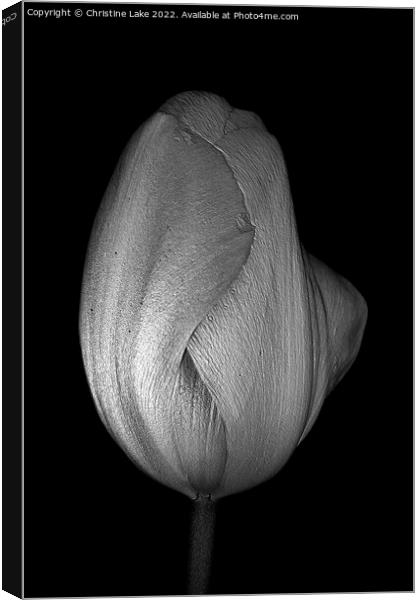 Tulip In Silver Canvas Print by Christine Lake