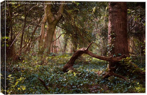 A Walk In The Forest Canvas Print by Christine Lake