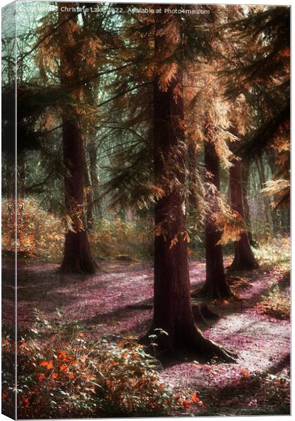 Woodland Enchantment 2 Canvas Print by Christine Lake