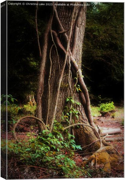 Magical Moments Canvas Print by Christine Lake