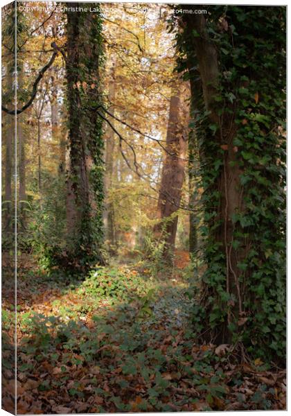 Sunlit Trail Canvas Print by Christine Lake