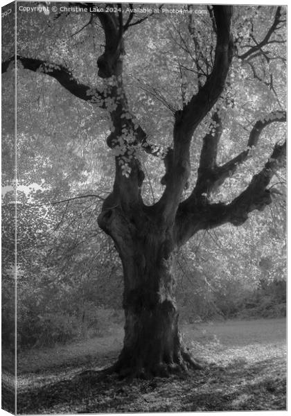 Under A Canopy Of Leaves Canvas Print by Christine Lake