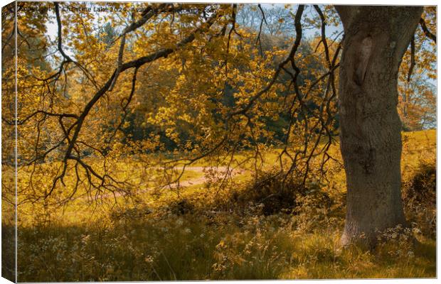 Autumn Gold Canvas Print by Christine Lake