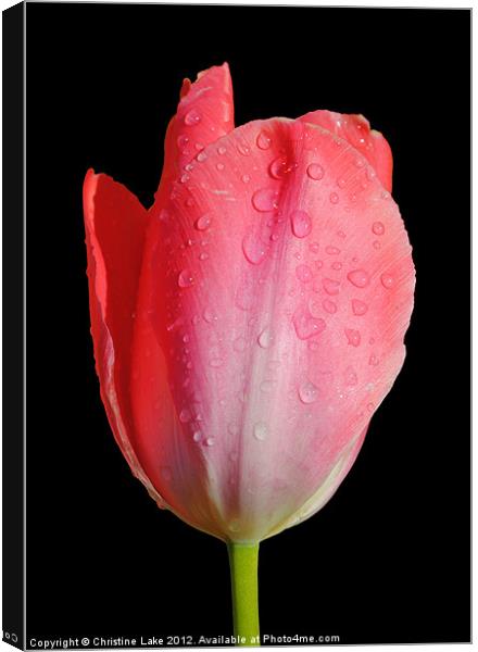 April Shower Tulip Canvas Print by Christine Lake