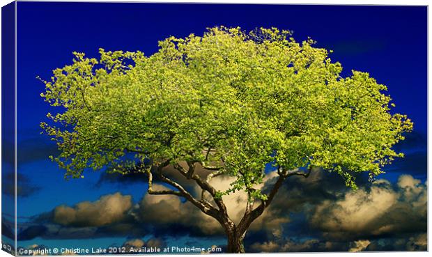 Tree of Wisdom Canvas Print by Christine Lake