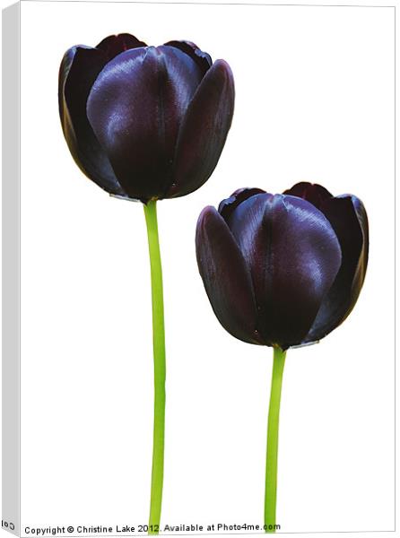 Black Tulips Canvas Print by Christine Lake