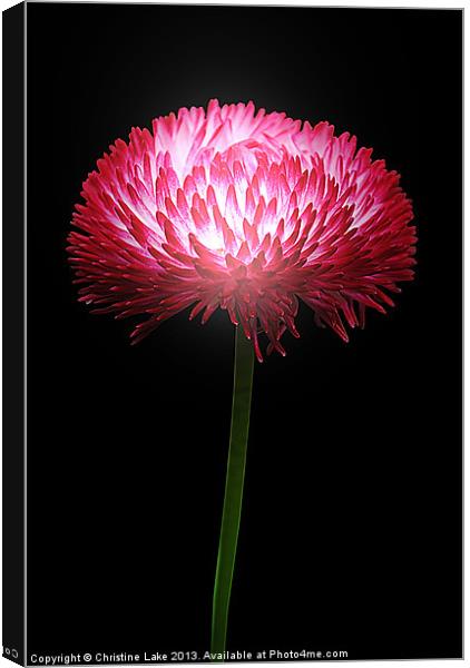 Clover Red Canvas Print by Christine Lake