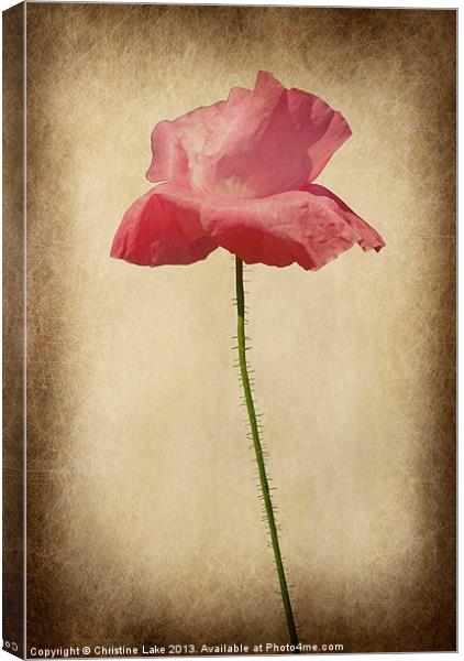 Pretty in Pink Canvas Print by Christine Lake
