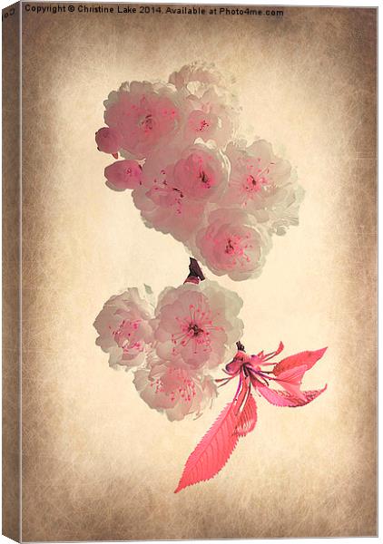 Spring Blossom Canvas Print by Christine Lake