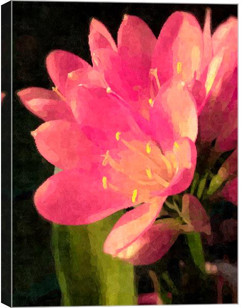 Memories of a Lily Canvas Print by Christine Lake