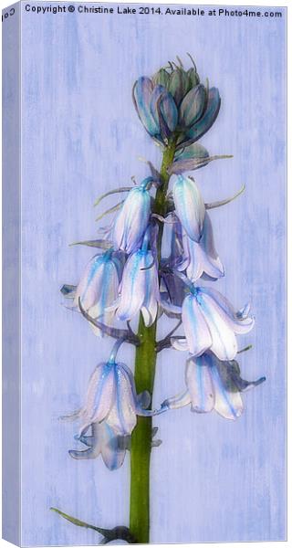 Thinking of Spring Canvas Print by Christine Lake