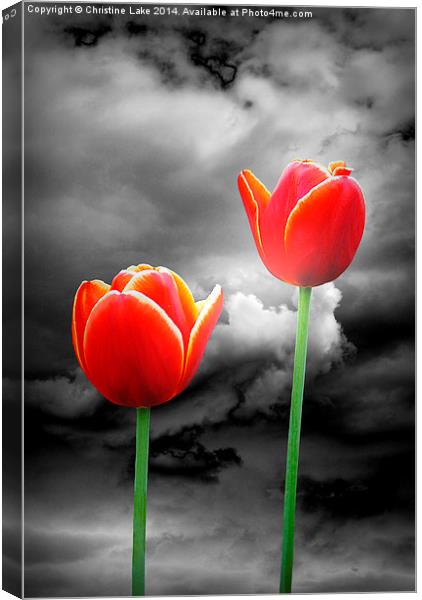 Night Tulips Canvas Print by Christine Lake