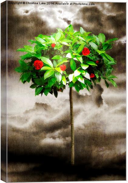 Rose Tree Red Canvas Print by Christine Lake