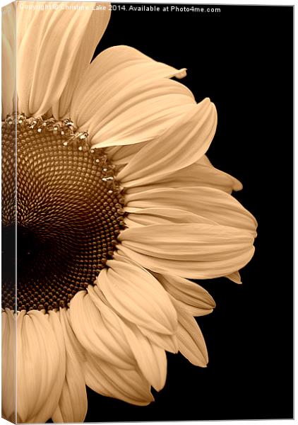 Peeping Sunflower  Canvas Print by Christine Lake