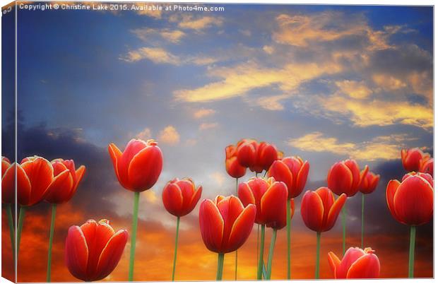  Tulip Sunset Canvas Print by Christine Lake