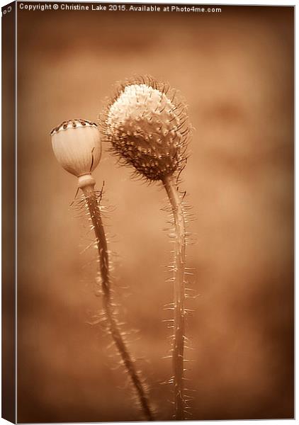  Friends In Seed Canvas Print by Christine Lake