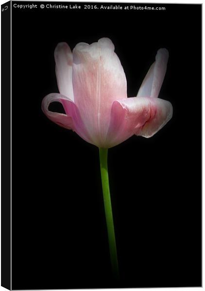 Tulip by Twilight Canvas Print by Christine Lake