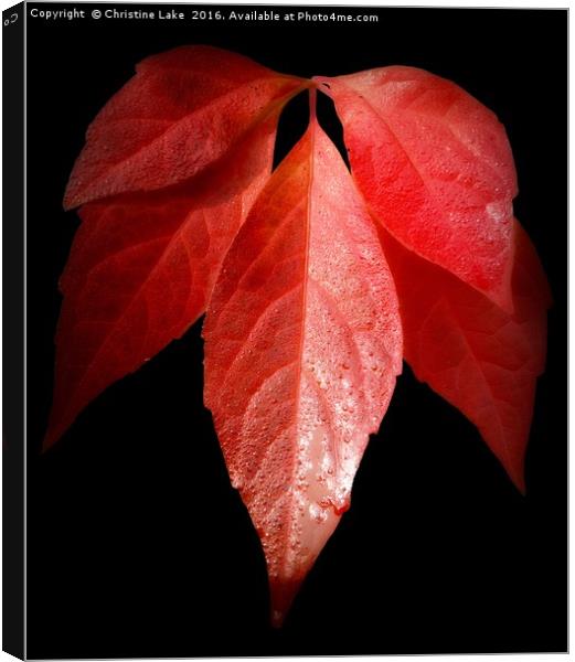 Autumn Red Canvas Print by Christine Lake