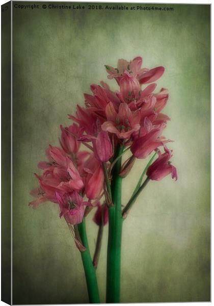 Vintage Bluebells In Pink Canvas Print by Christine Lake