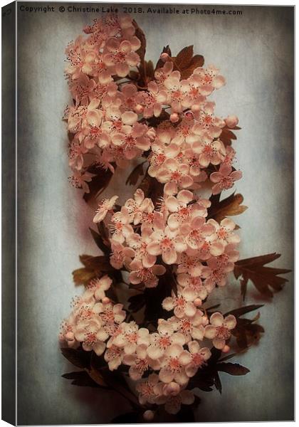 Vintage Blossom In Creamy Pink Canvas Print by Christine Lake