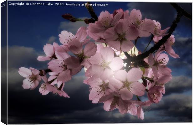 Blossom In Moonlight Canvas Print by Christine Lake