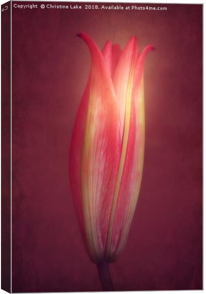 Lily With Mulled Wine Tones Canvas Print by Christine Lake