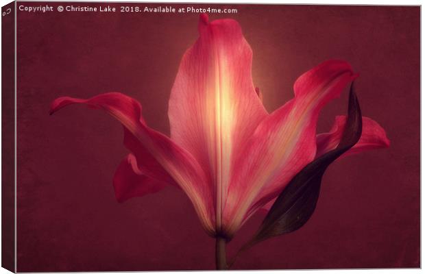 Lily With Mulled Wine Tones 2 Canvas Print by Christine Lake