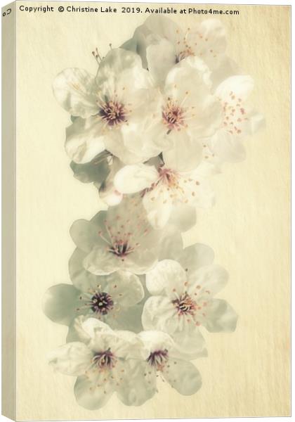 First Blossom Canvas Print by Christine Lake