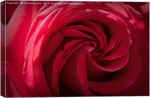 Rose In Red Canvas Print by Christine Lake