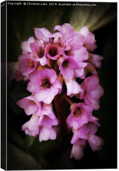 Flowing Pink Canvas Print by Christine Lake