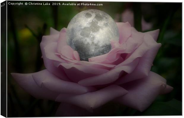 Rose With A Silver Moon Canvas Print by Christine Lake