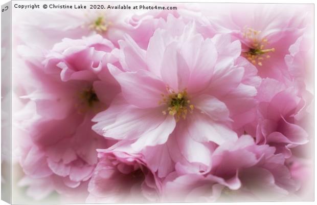 Spring In The Pink Canvas Print by Christine Lake