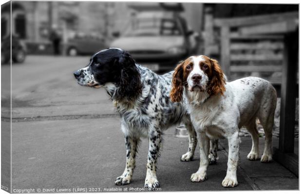 Two Spaniels Canvas Print by David Lewins (LRPS)