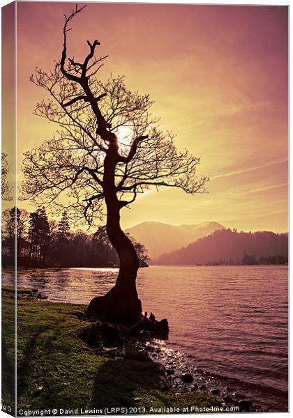 Lakeside Tree Canvas Print by David Lewins (LRPS)