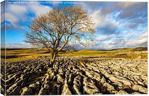 Tree and Limestone Pavement Canvas Print by David Lewins (LRPS)