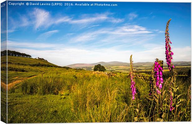 Northumberland Hills Canvas Print by David Lewins (LRPS)
