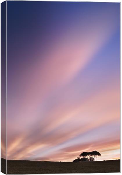 Sunset at the Copse Canvas Print by David Lewins (LRPS)