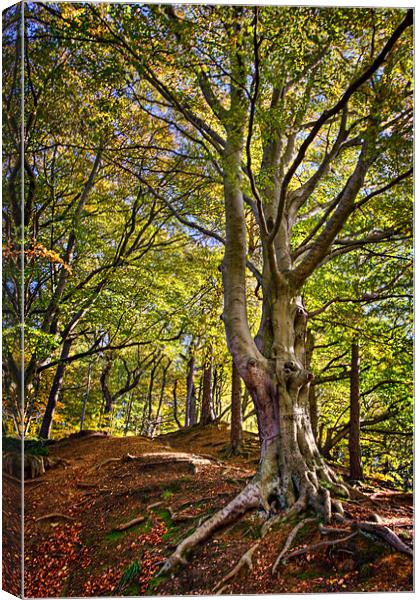 Root & Twig, Cong Burn Woodland Canvas Print by David Lewins (LRPS)