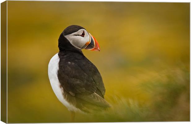 A Resting Puffin Canvas Print by David Lewins (LRPS)