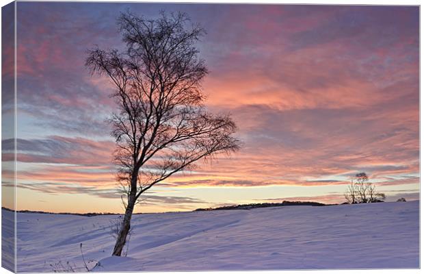 Winter Sunset - Waldridge Fell, Country Park. Canvas Print by David Lewins (LRPS)
