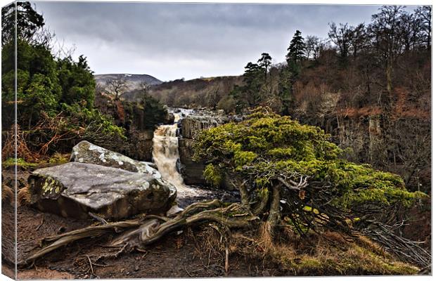 High Force, Upper Teesdale. UK Canvas Print by David Lewins (LRPS)