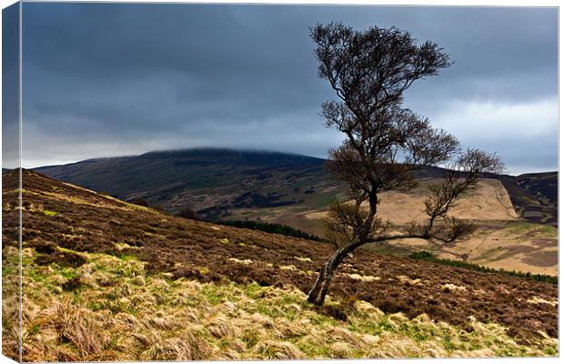 Tree and Cheviot - Northumberland Canvas Print by David Lewins (LRPS)