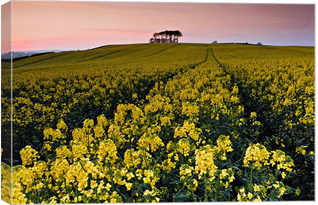 Rape Field and Beech Copse at Sunset Canvas Print by David Lewins (LRPS)