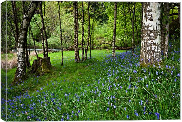 Bluebell Wood Canvas Print by David Lewins (LRPS)
