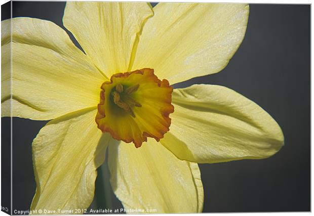 Spring Daffodil Flower ( Narcissus ) Canvas Print by Dave Turner